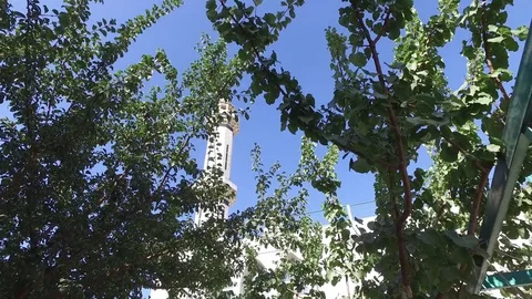 A view of the minaret through the trees. Stock Footage 78989232