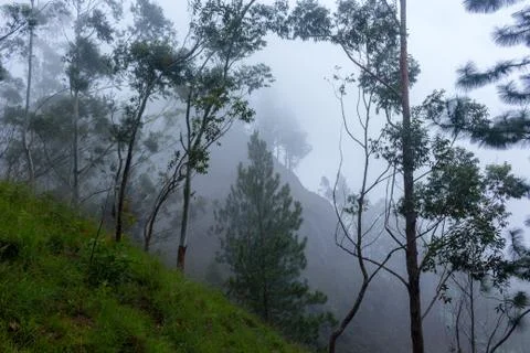 View of mist inside a mountain jungle Stock Photos