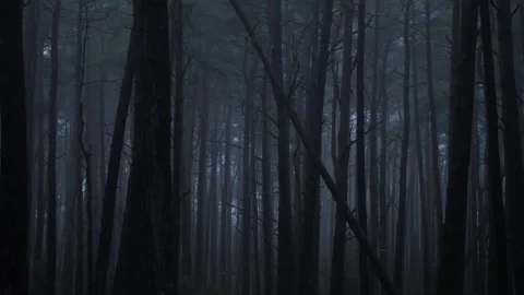 View of misty forest in Anggard Mountains, Sweden. Stock Footage 339918538