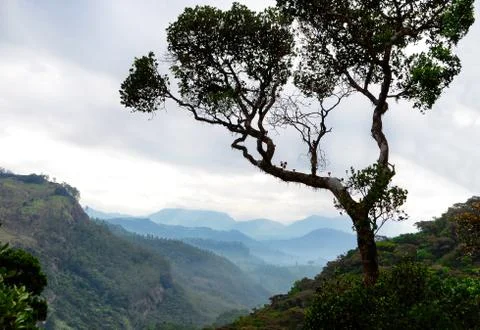 View of a misty mountain valley through the trees at dawn. Stock Photos