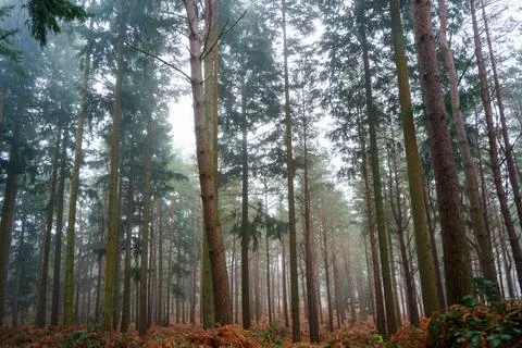 View in to a misty pine forest Fotos de archivo