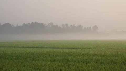 View of misty rice fields and trees at dawn in Bogura, Bangladesh. Vídeo Stock 335619423