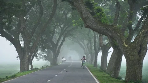 View of a misty road lined with ancient trees in Bogura, Bangladesh. Vídeos de archivo 335597874