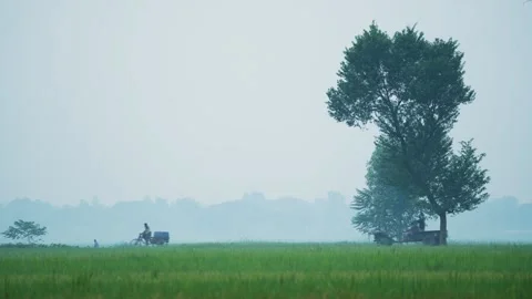 View of a misty rural field with trees in Bogura, Bangladesh. Stock Footage 334962139