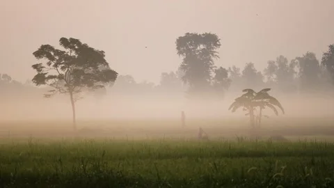 View of a misty rural landscape with trees in Bogura, Bangladesh. Vídeos de archivo 335619310