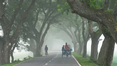 View of a misty tree-lined road in Bogura, Bangladesh. Stock Footage 335597799