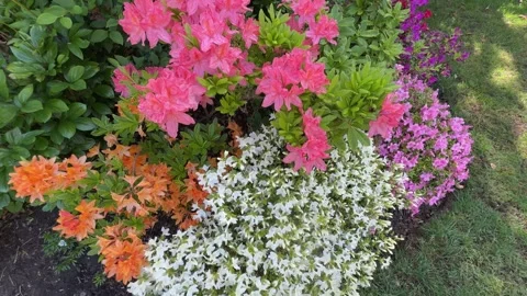 View of mixed azalea varieties flowering in spring garden, England Stock Footage 324566086
