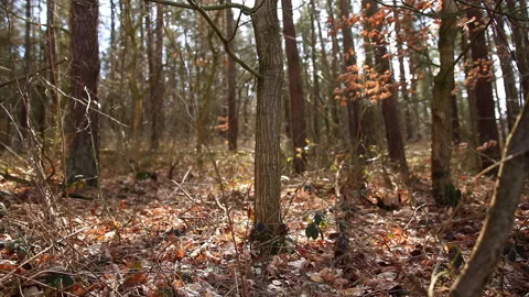 View into a mixed forest. The sun makes shadows dance on the forest floor and Stock Footage 239119792