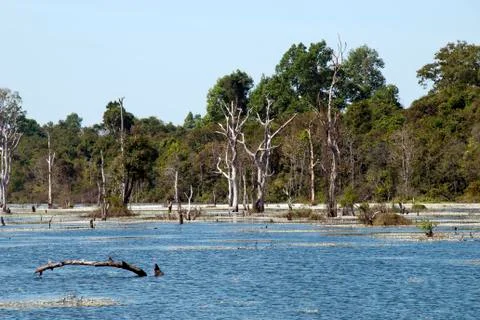 View of moat with dead trees  around Preah Neak Poan temple Stock Photos