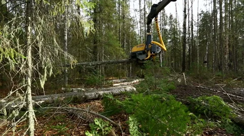 View on modern logger processing tree Stock Footage 59964258