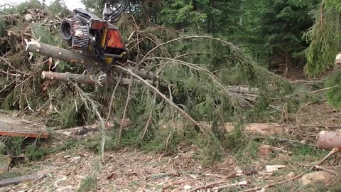 View on modern logger processing tree, Timber harvesting, Stock Footage 78155190