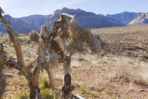 View of Mojave Desert. Stock Photos