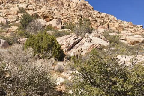 View of Mojave Desert. Foto stock