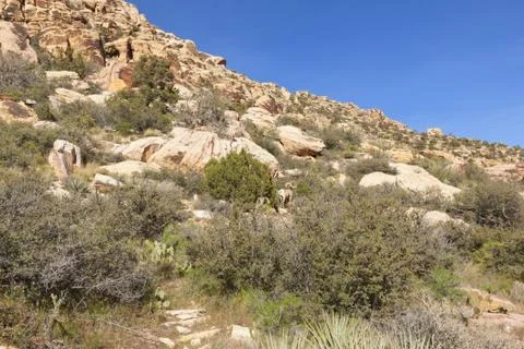 View of Mojave Desert. Stock Photos
