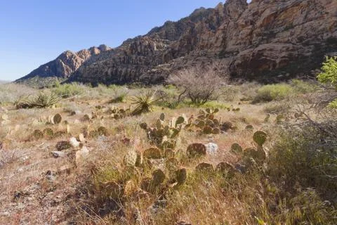 View of Mojave Desert. Stock Photos