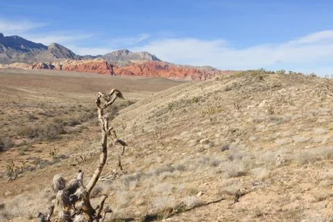 View of Mojave Desert. Stock Photos