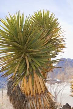 View of Mojave Desert. Stock Photos