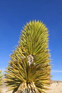 View of Mojave Desert. Stock Photos