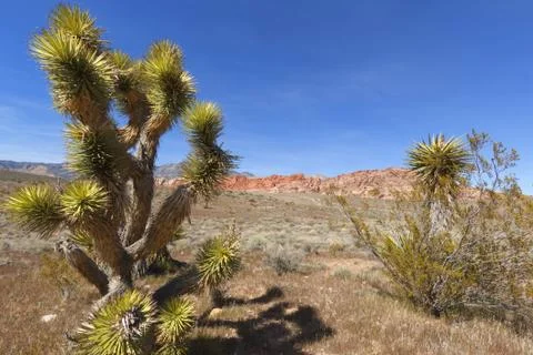 View of Mojave Desert. Stock Photos