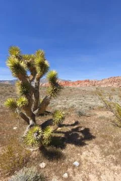 View of Mojave Desert. Stock Photos