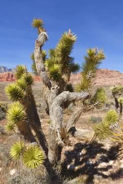 View of Mojave Desert. Stock Photos