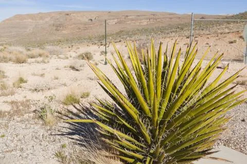 View of Mojave Desert. Stock Photos