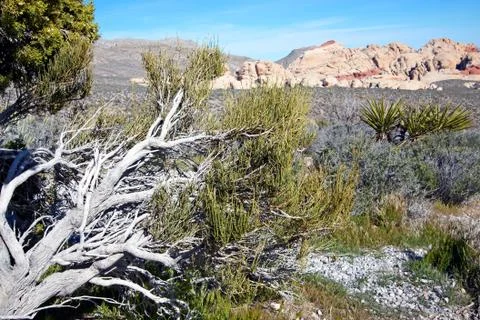 View of Mojave Desert. Stock Photos