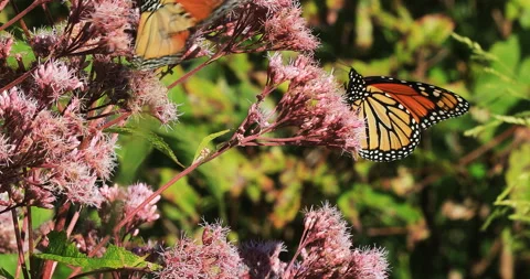 View of Monarch Butterfly, Danaus plexppus, feeding on Milkweed, exclusive 4K Stock Footage 171831570