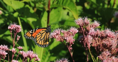 View of Monarch Butterfly, Danaus plexppus, on Milkweed, exclusive 4K Stock Footage 171831970