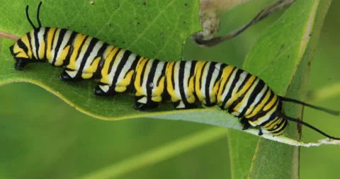 View of Monarch Caterpillar, Danaus plexppus, on Milkweed, exclusive 4K Stock Footage 171820403