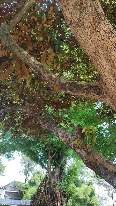 View of monkey on a big tree Stock Footage 275566628