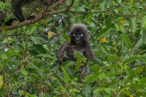 View of a monkey in nature Foto stock