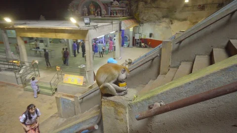 View of monkey playing in Batu Caves, kuala lumpur Malaysia Stock Footage 111278907