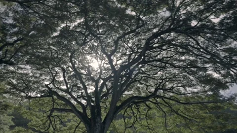 View of monkey pod hawaiian tree Waikiki Honolulu Hawai Stock Footage 312767153