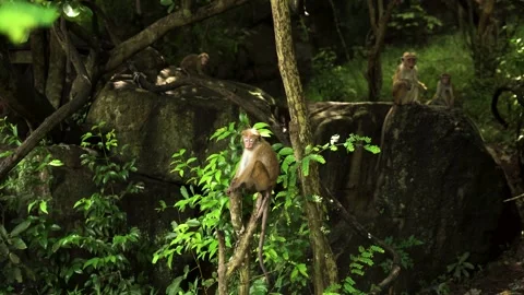 View of monkeys in a lush jungle, Sri Lanka. Vídeos de archivo 335601967
