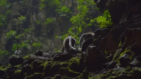 View of Monkeys playing in the cave Stock-Footage 111278085