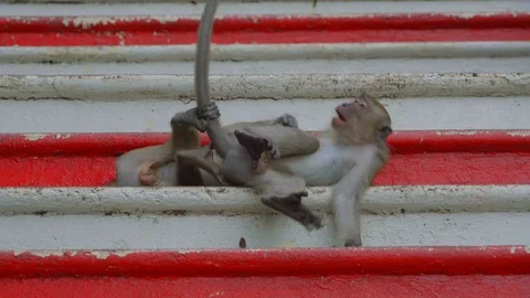 View of Monkeys playing in kuala lumpur Stock Footage 111278096