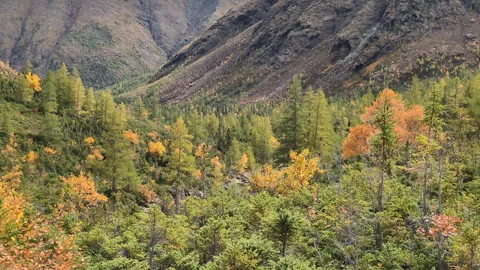 View from the Mont Albert loop trail in Gaspésie National Park Stock Footage 347841139