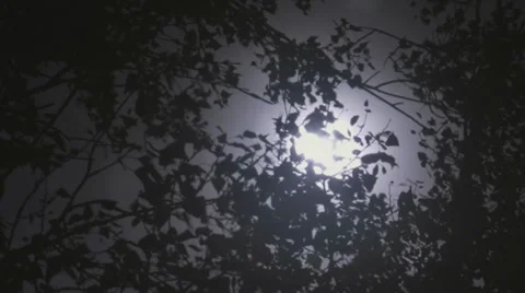 View of moon behind the tree Stock-Footage 34646991