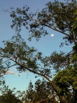 View of the moon at dawn, seen through the canopy of an alder tree, in a farm Stock Photos