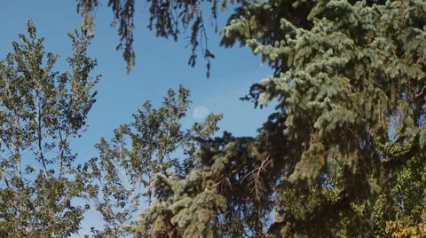 View of moon during day Stock Footage 54593410