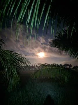 View of the moon in the rice fields Stock Photos