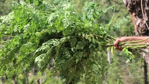 View of moringa leaves with the branches that is used as a food Stock Footage 332862372