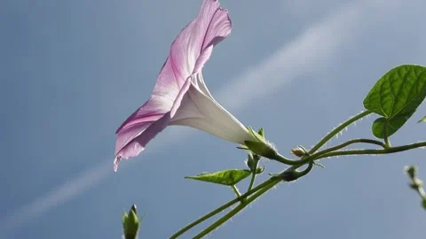 View of a morning glory swaying in the wind under a sunny blue sky. Stock Footage 345361193