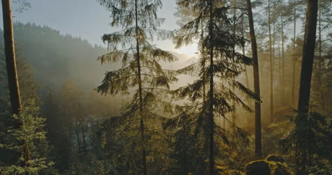 View from a moss covered rock Stock Footage 254927137