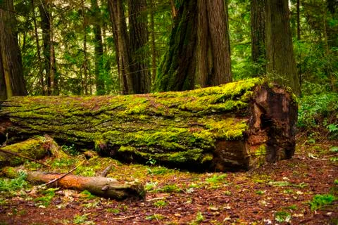 View of mossy tree log in old growth rain forest in Vancouver Island, BC Foto stock