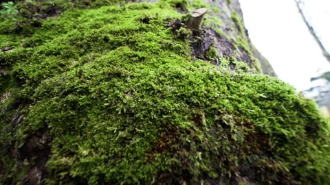 View of mossy tree trunk Stock Footage 145240074