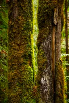 View of mossy tree trunk in old growth rain forest in Vancouver Island, BC Stock Photos