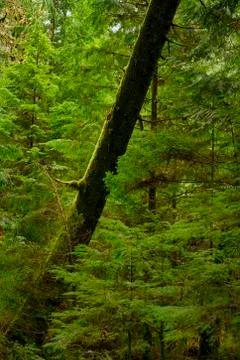 View of mossy tree trunk in old growth rain forest in Vancouver Island, BC Foto stock