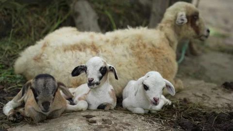 View of a mother sheep and three lambs, Bangladesh. Stock Footage 336414091